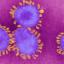 Новости регби: Все про коронавірус. Стислі факти